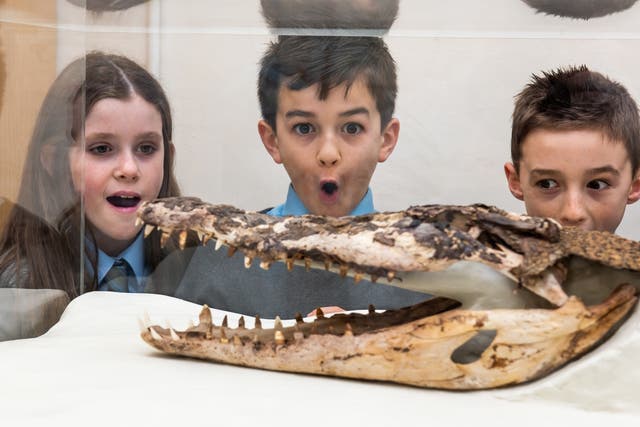 The meticulously conserved crocodile has been put on display at a Rhondda primary school for everyone to enjoy (Rhondda Cynon Taf Council/PA)