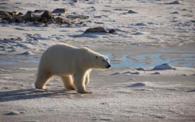 <p>A female polar bear walks along the shore of Canada's Hudson Bay, waiting for ice to form</p>