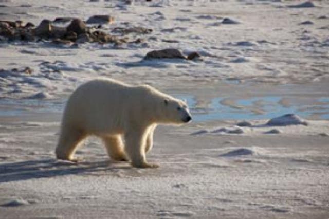 <p>A female polar bear walks along the shore of Canada's Hudson Bay, waiting for ice to form</p>