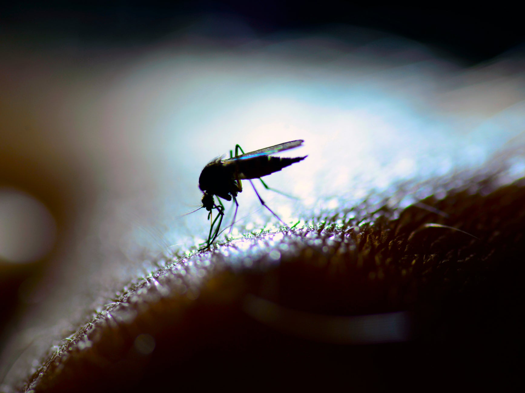 <p>We’re all familiar with the irritating buzz of a mosquito keeping us awake at night – but their flight tones could be our key to their demise </p>