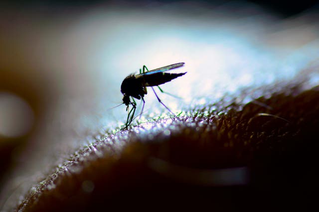 <p>We’re all familiar with the irritating buzz of a mosquito keeping us awake at night – but their flight tones could be our key to their demise </p>