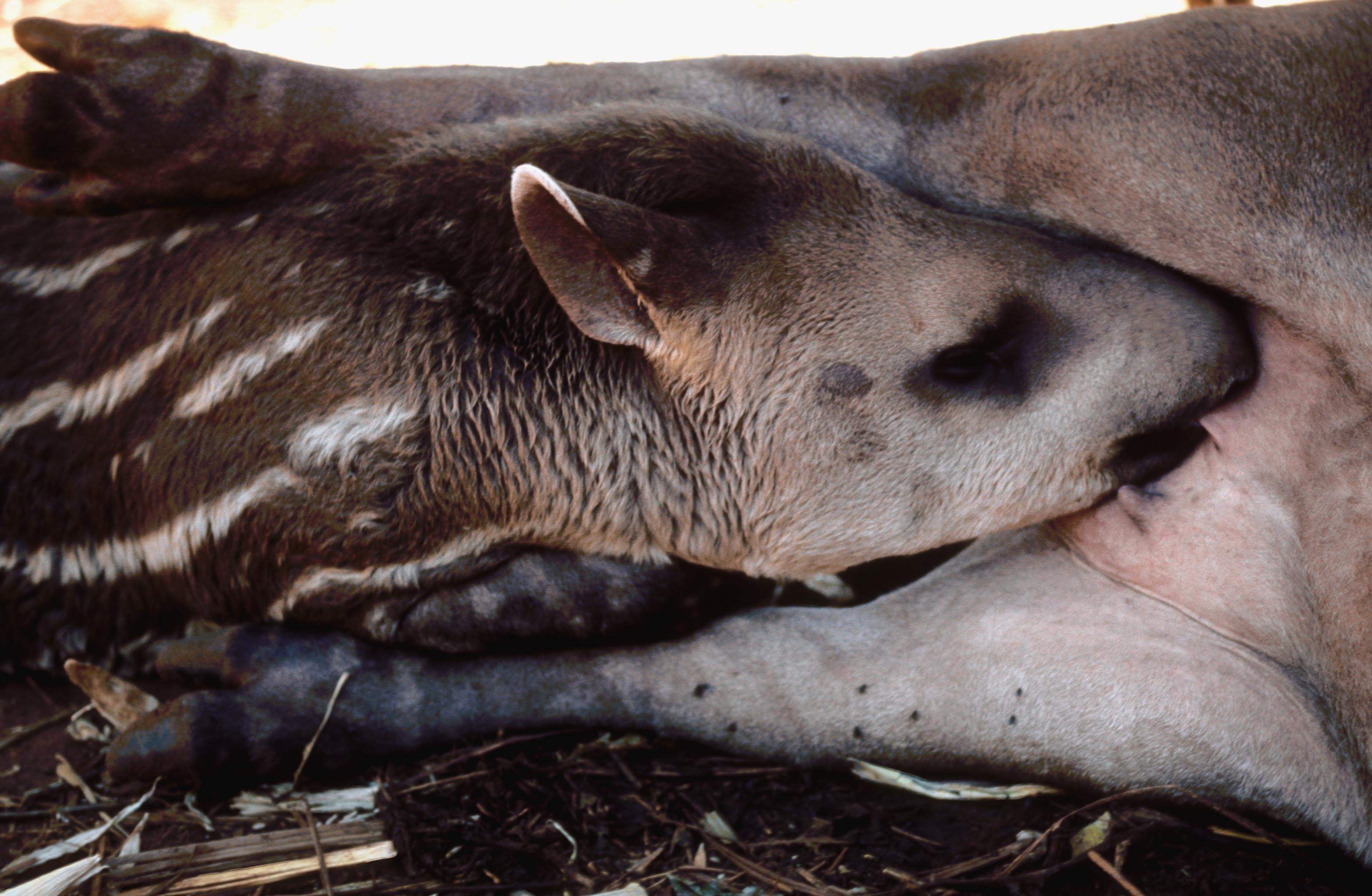 A stripy baby lowland tapir suckling from its mother. The species is slow to reproduce and populations are increasingly isolated
