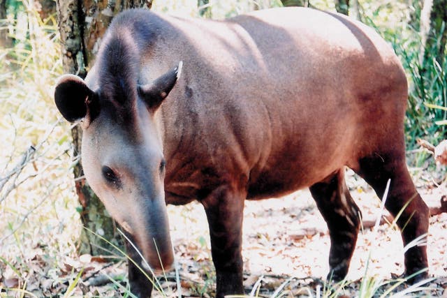 <p>Lowland tapir populations are increasingly vulnerable, experts have said</p>