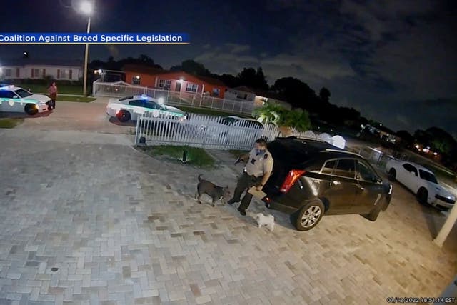 <p>Footage shows Miami police officer shoots American bully dog seven times </p>