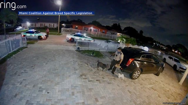<p>Imágenes muestran a policía de Miami dispararle a un perro raza american bully</p>