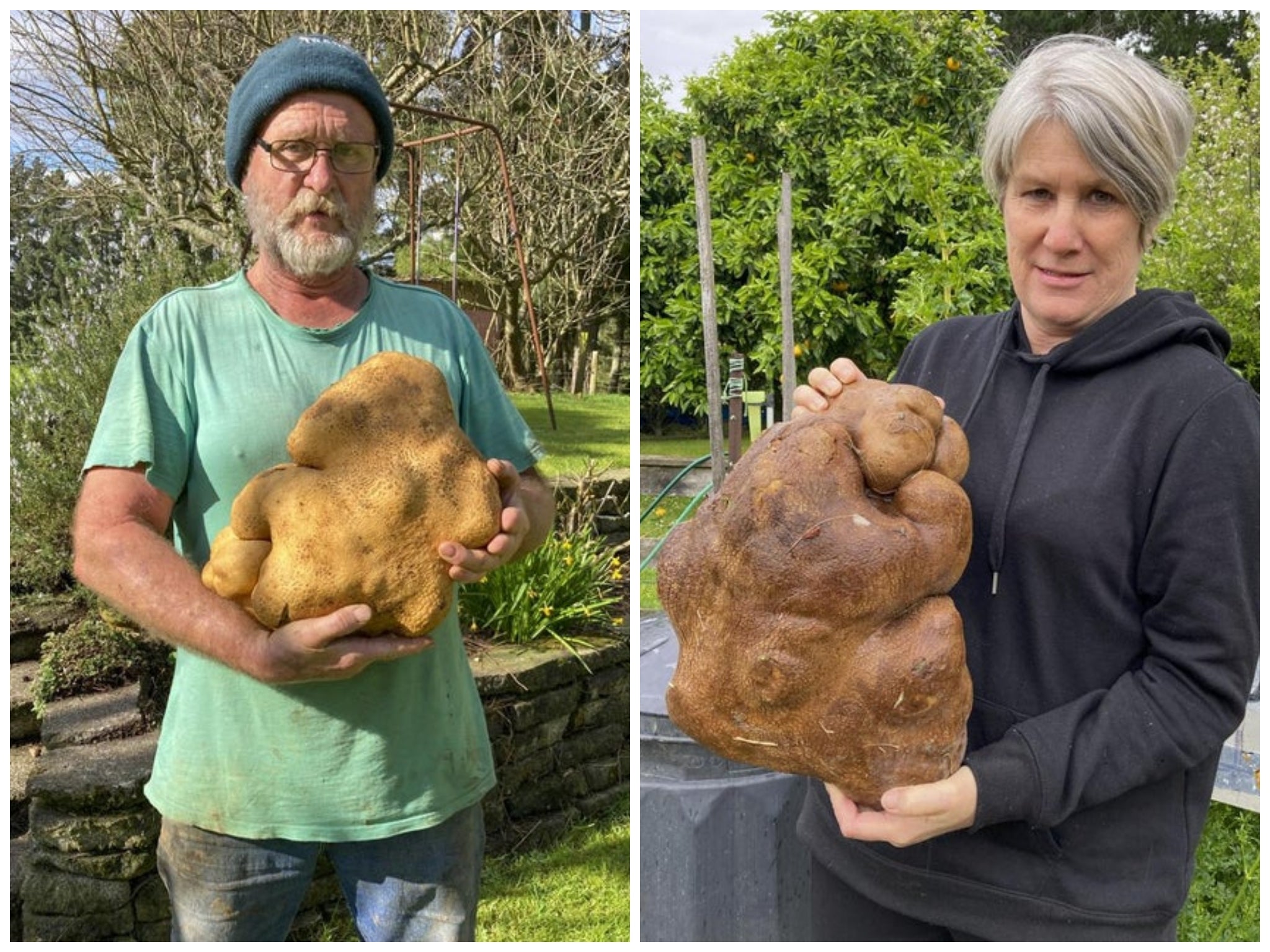 Colin and Donna Craig-Brown holding a large potato dug from their garden at their home near Hamilton, New Zealand