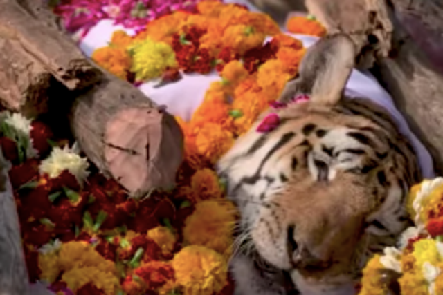 <p>A ‘supermom’ tigress who birthed 29 cubs during her lifetime, died in Pench Tiger Reserve in Madhya Pradesh on 16 January 2022 </p>