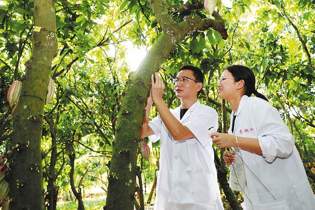 <p>Two researchers check and monitor the flowers on cacao trees in a tropical botanical garden in Wanning, Hainan province, in July</p>