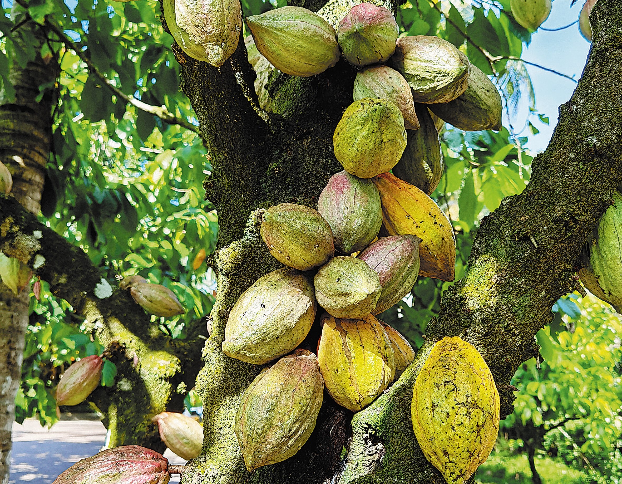 Pods on a cacao tree ripen in Wanning
