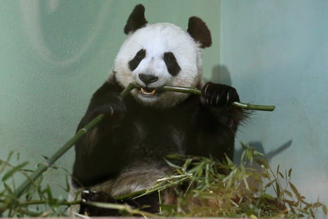 Giant pandas stay chubby on bamboo diet thanks to gut bacteria – study (Andrew Milligan/PA)