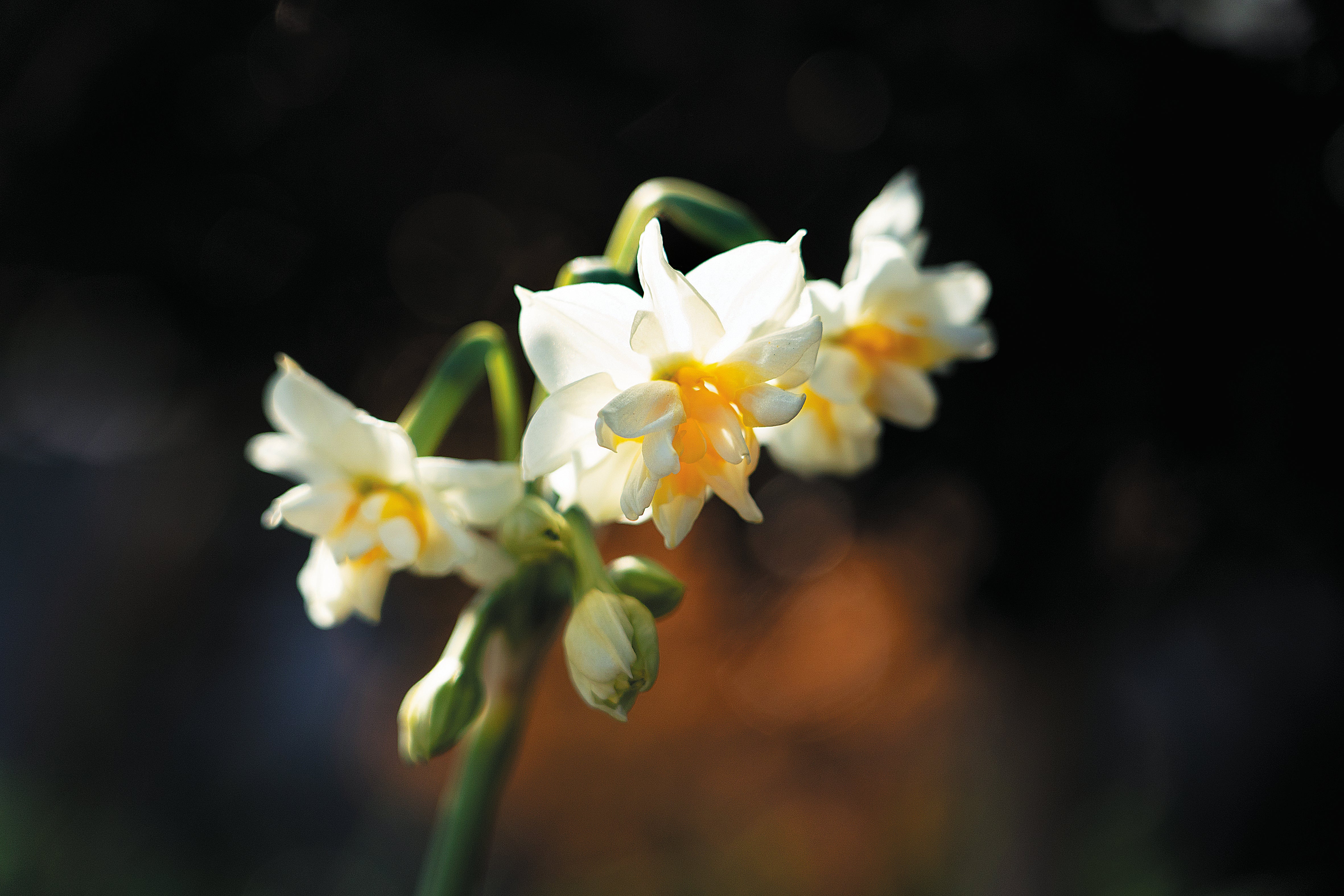 The Chongming daffodil usually has double-layered petals