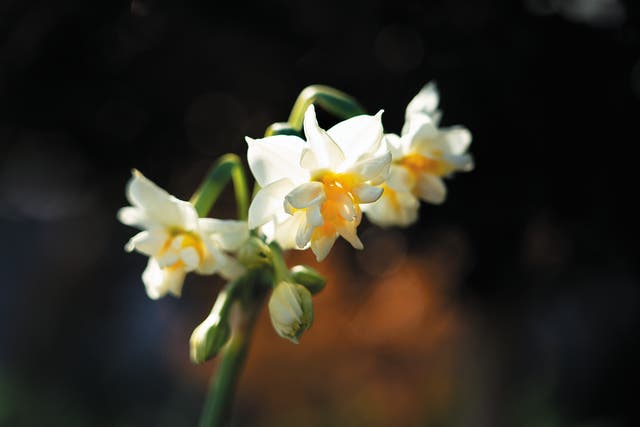 <p>The Chongming daffodil usually has double-layered petals</p>