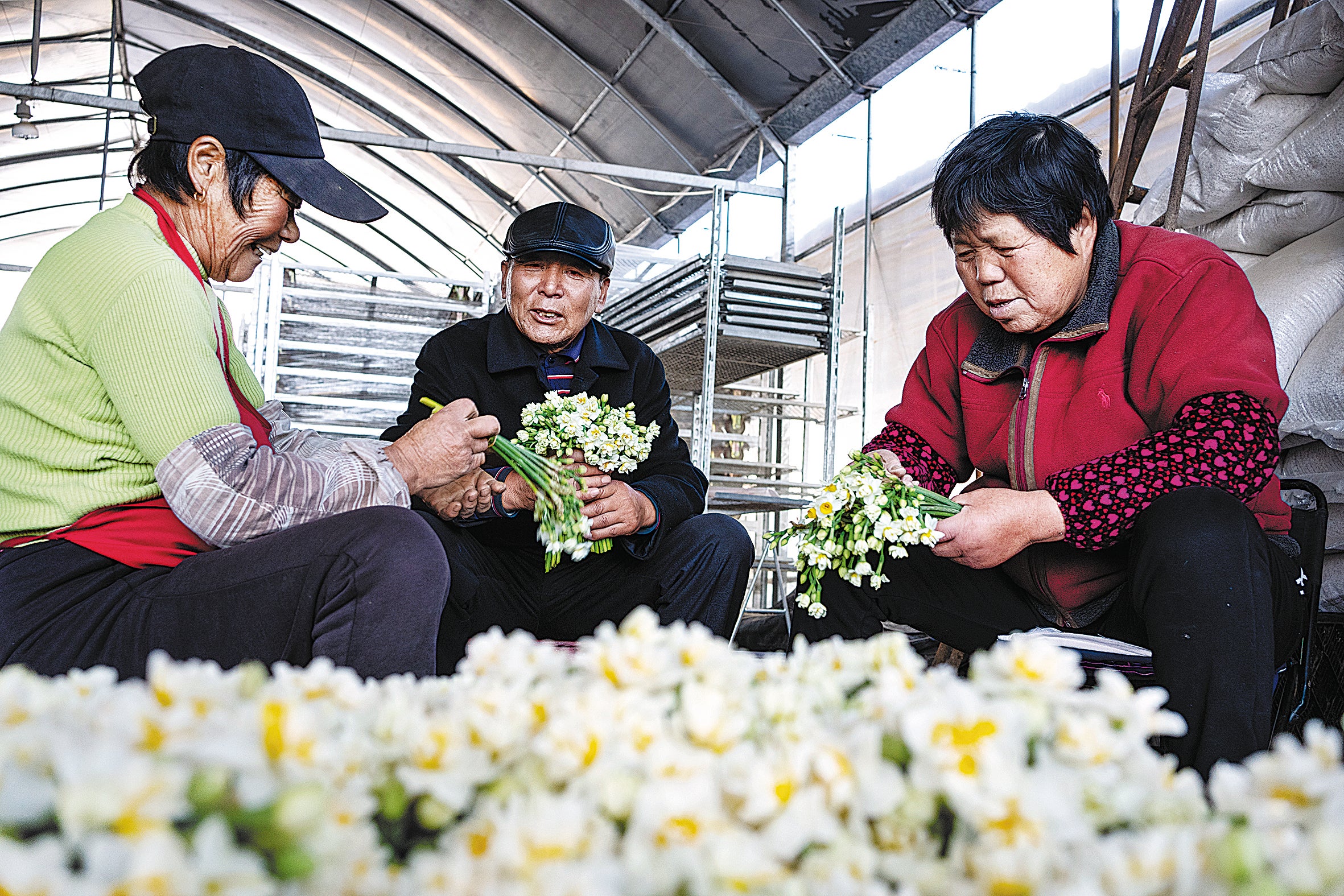 Shi Kesong (centre), founder of the Shanghai Chongming Narcissus Professional Co-operative, works with flower growers to bundle the daffodils