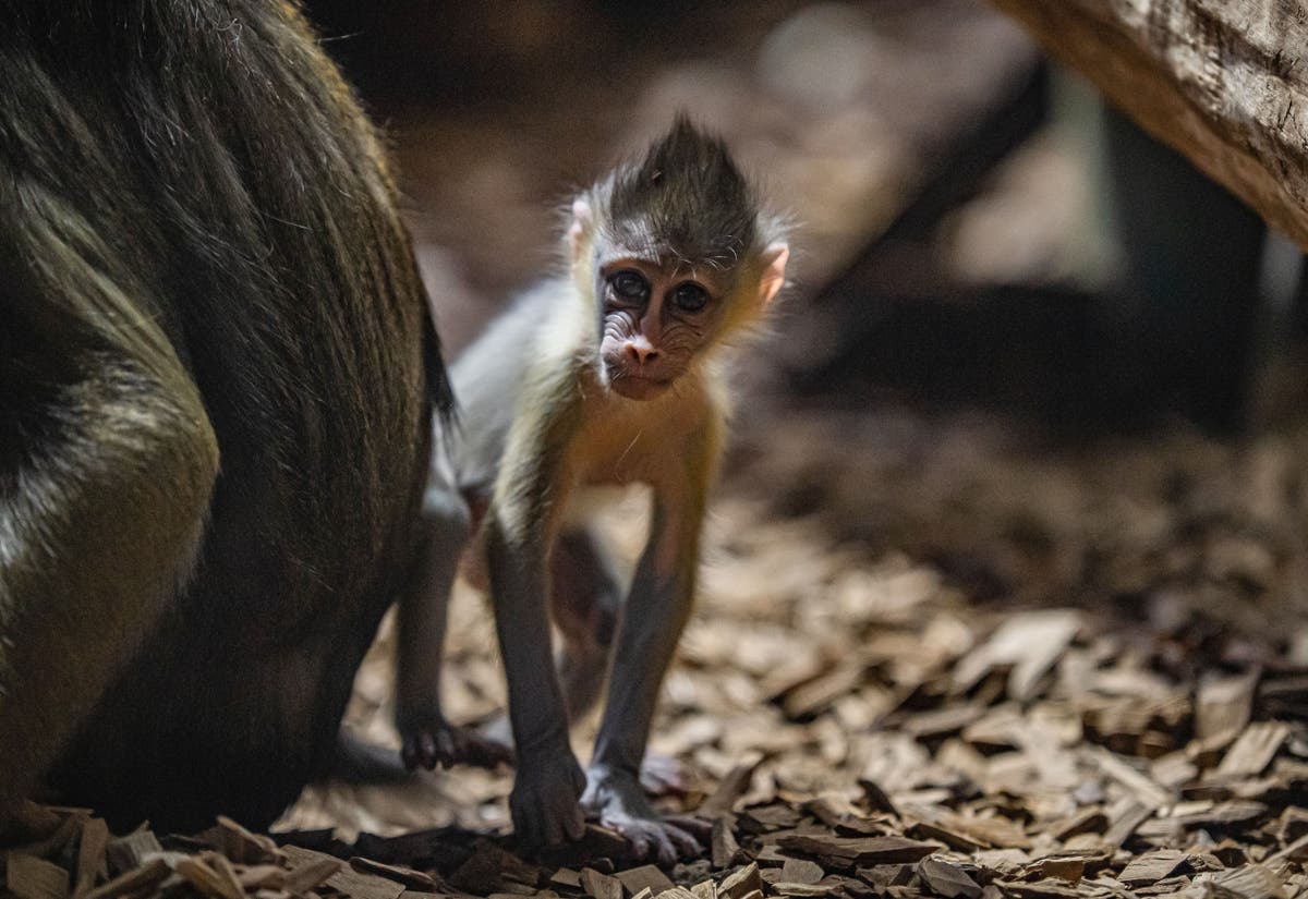 Mandrill babies born five weeks apart after 10-year gap at zoo