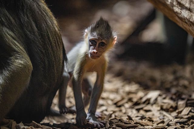 A baby mandrill at Chester Zoo (Chester Zoo)