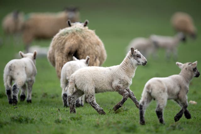 Sheep and their lambs in a field (Joe Giddens/PA)