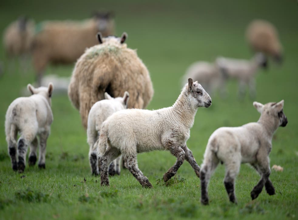 Sheep and their lambs in a field (Joe Giddens/PA)