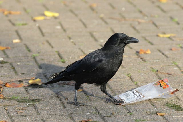 <p>An estimated 1,000 crows live in Sunnyvale, California </p>