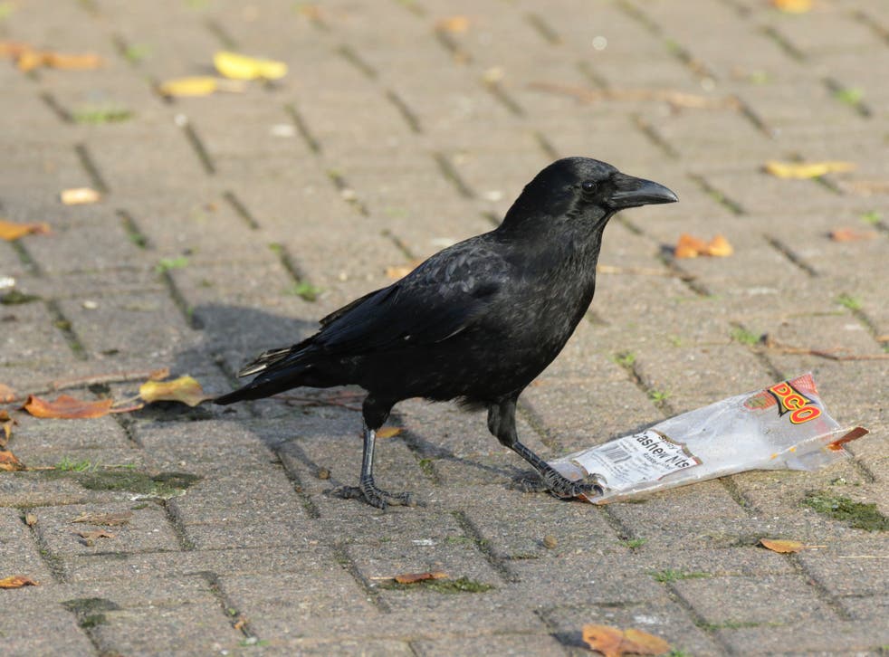 <p>An estimated 1,000 crows live in Sunnyvale, California </p>