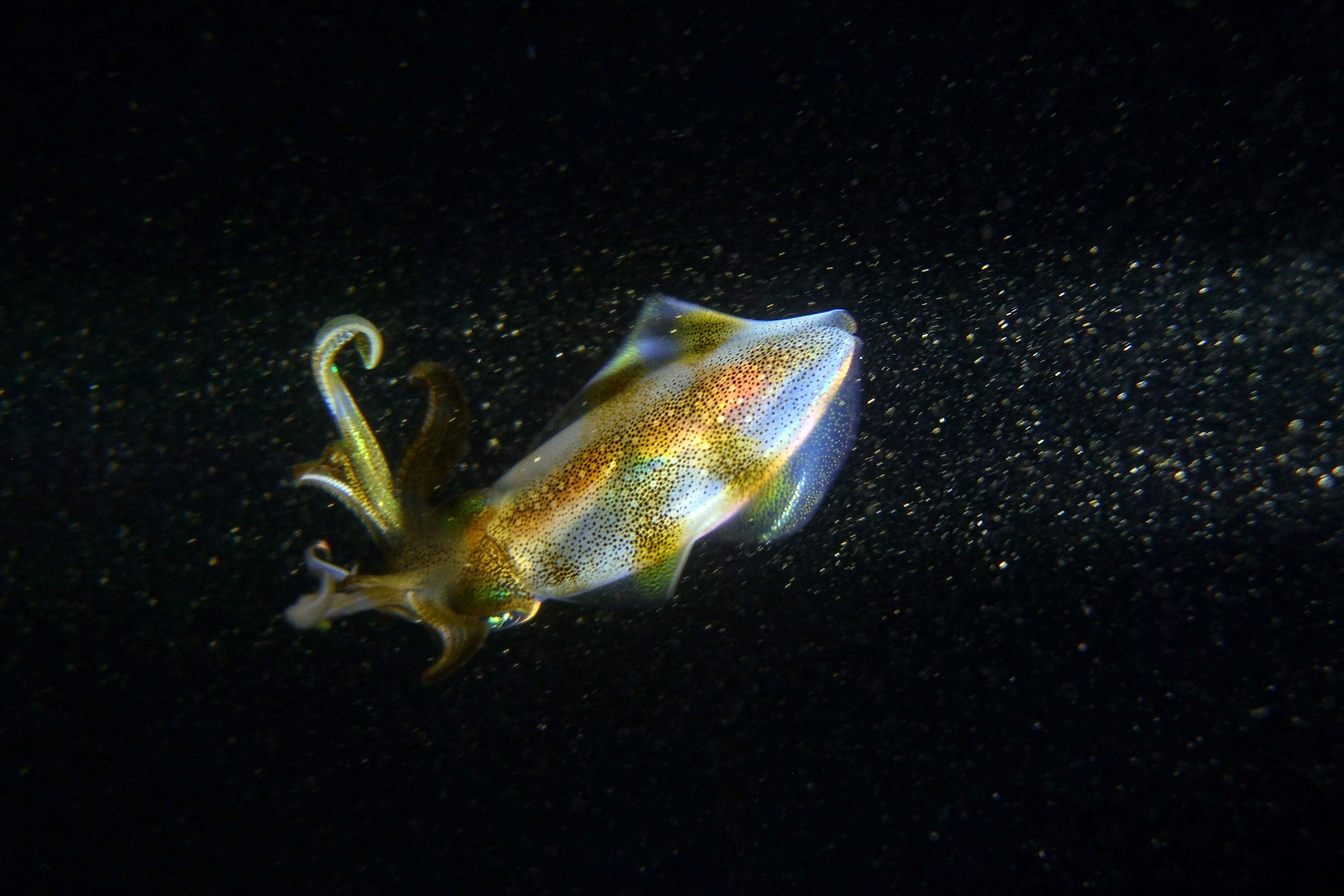 A squid swims late at night near the surface of the Mediterranean sea water off the coast of the northern city of Batroun, Lebanon