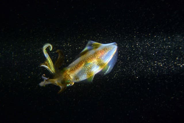 <p>A squid swims late at night near the surface of the Mediterranean sea water off the coast of the northern city of Batroun, Lebanon</p>
