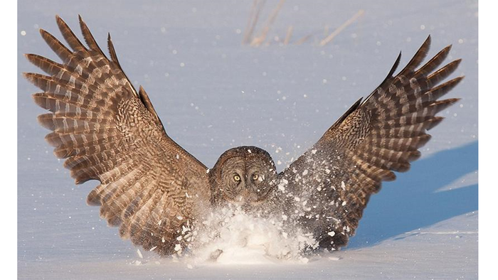 Shape of owl wings, which help the animals fly quietly, can inform airfoil designs