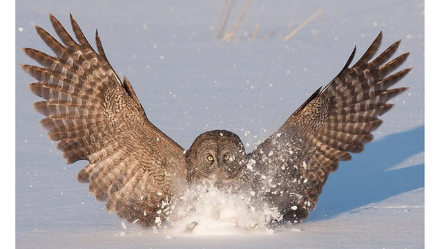 <p>Shape of owl wings, which help the animals fly quietly, can inform airfoil designs</p>