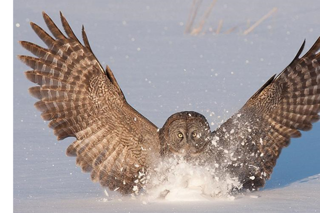 <p>Shape of owl wings, which help the animals fly quietly, can inform airfoil designs</p>