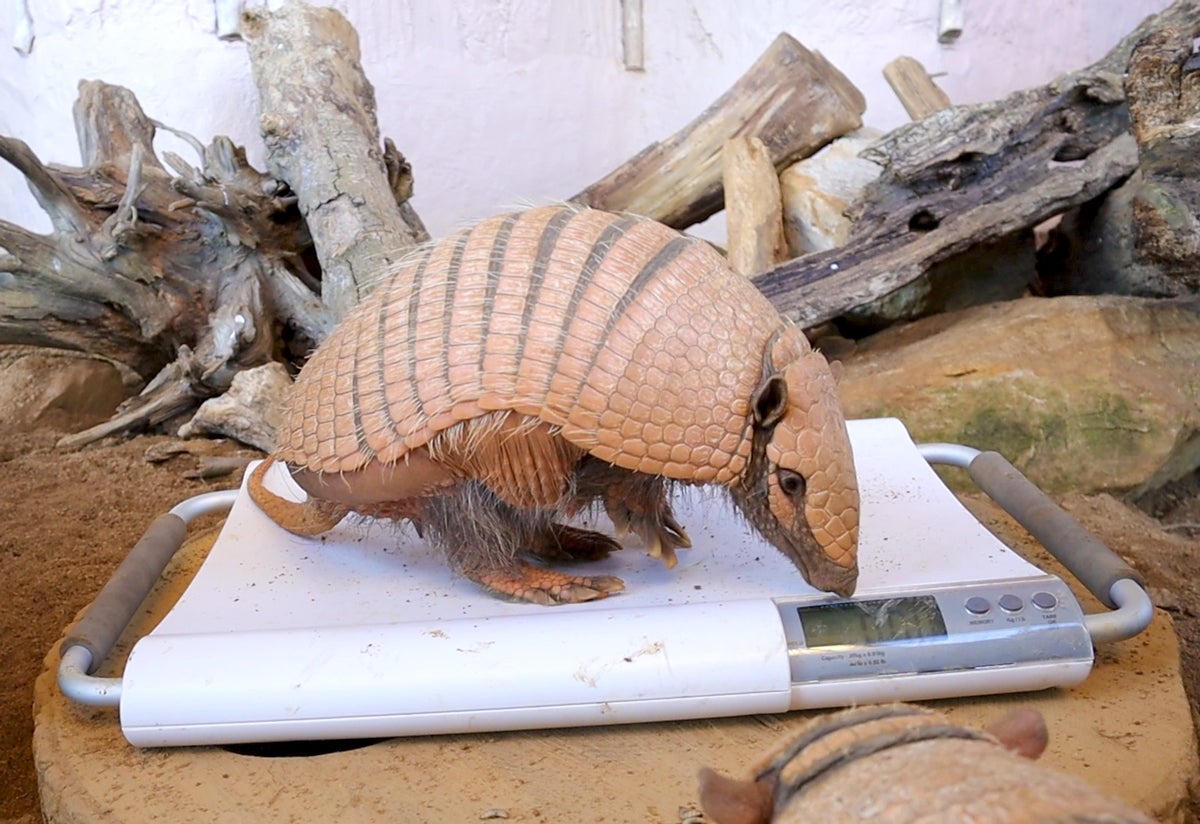 The two armadillos have put on 2kg between them over Christmas (Drusillas Park/PA)