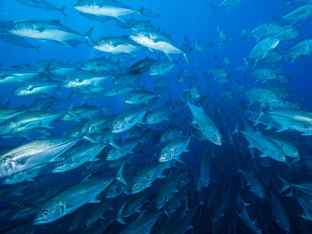 <p>Climate crisis is leading to rising sea temperatures</p>