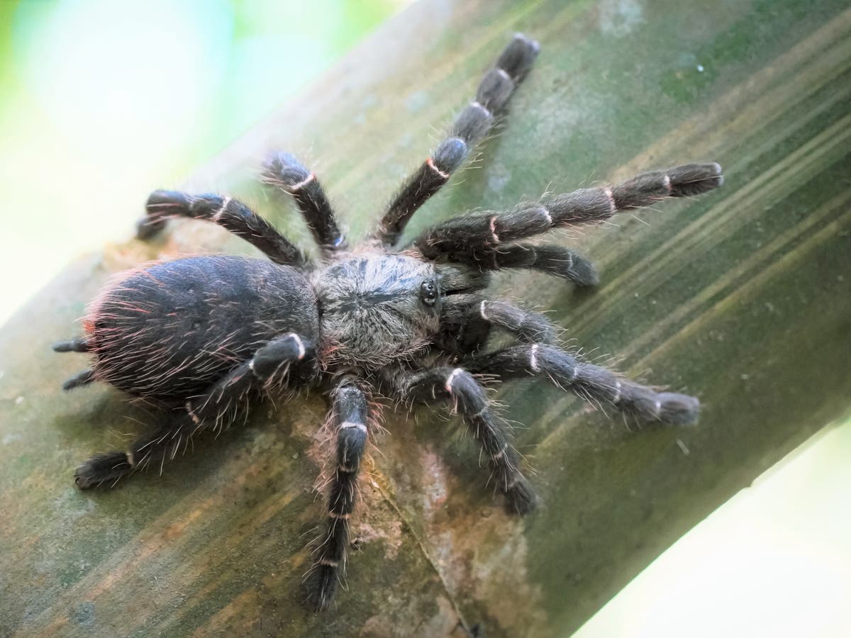 First species of tarantula known to live in bamboo discovered by YouTuber