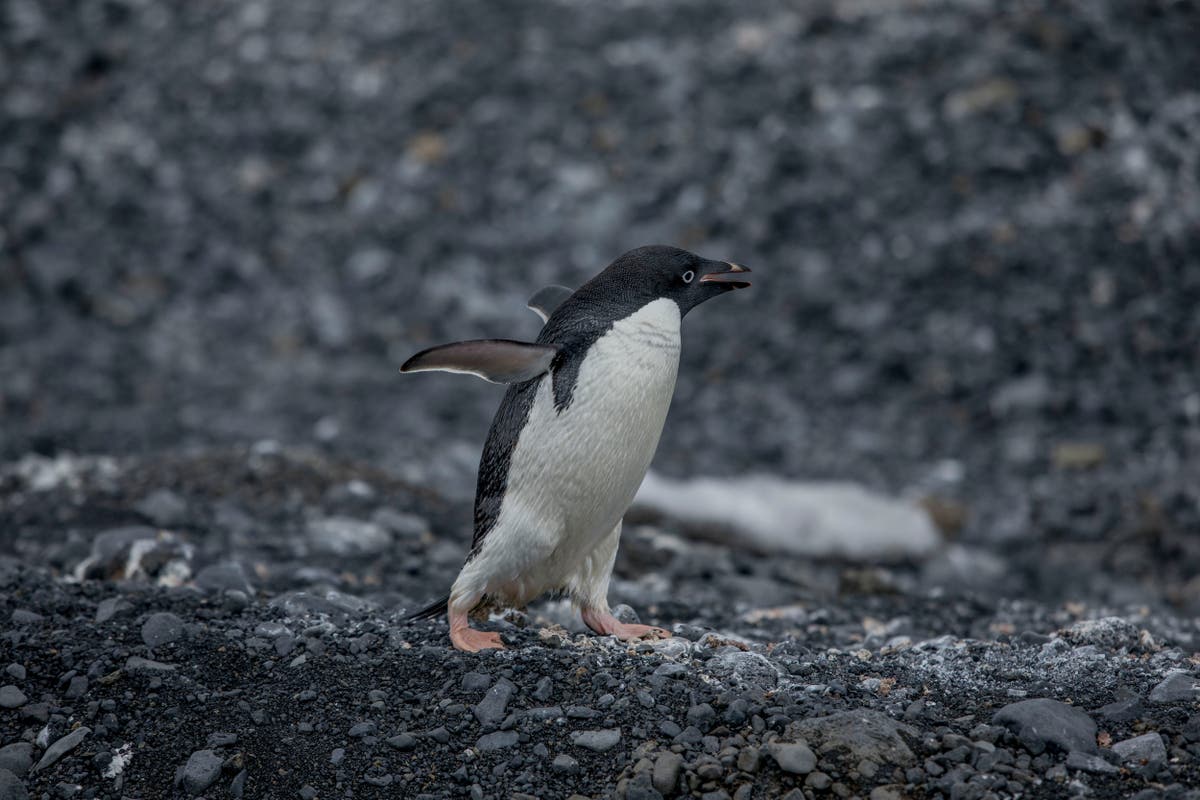 Climate crisis leads to discovery of new penguin colonies in Antarctic