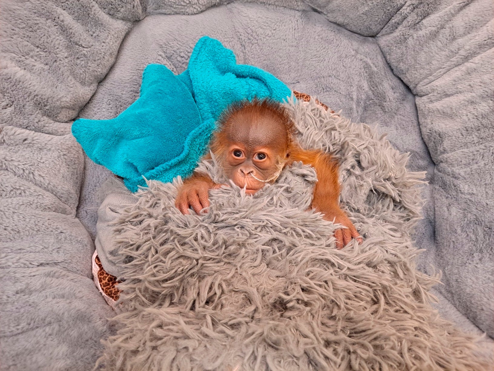 Orangutan Baby New Orleans