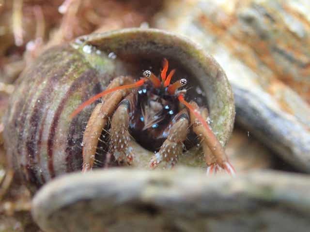 Researchers found few rockpool species from warmer climates could survive crossing the Channel (Christophe Patterson/PA)