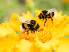 Bee populations decline in California for first time in 40 years