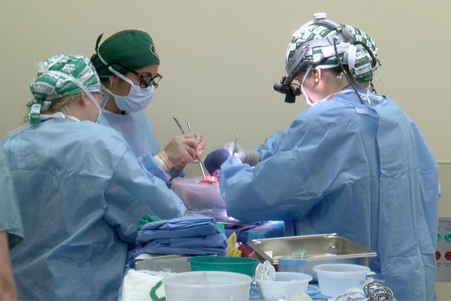 <p>Cirujanos de la Universidad de Alabama en Birmingham trabajan para trasplantar los riñones de un cerdo a un cuerpo humano</p>