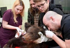 Sick bear cub in Poland euthanized as no improvement