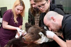 Sick bear cub in Poland euthanized as no improvement