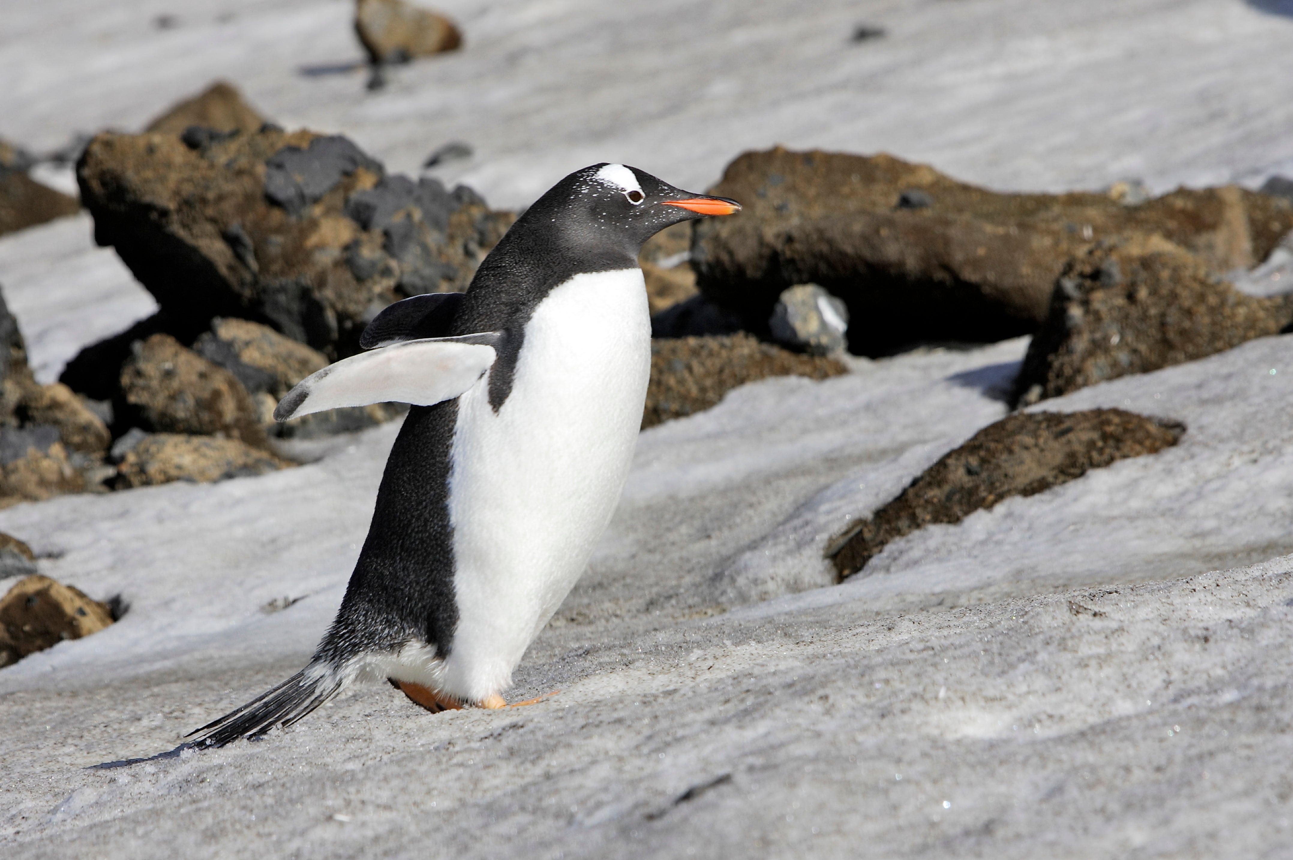 Climate change is drastically changing the mix of species on the Antarctic Peninsula