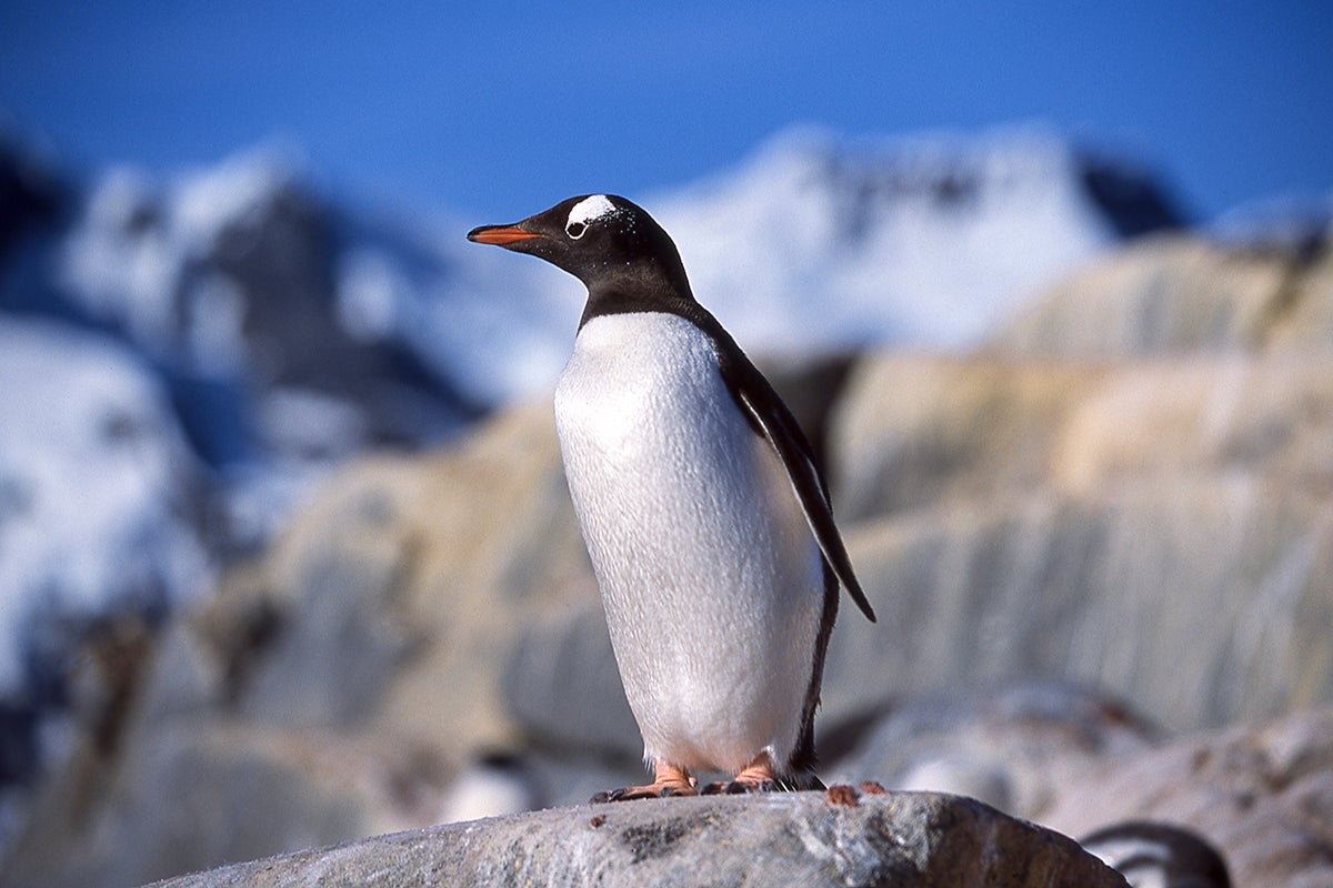 Penguins, like the gentoo, can provide warnings on the overall health of the Antarctic ecosystem
