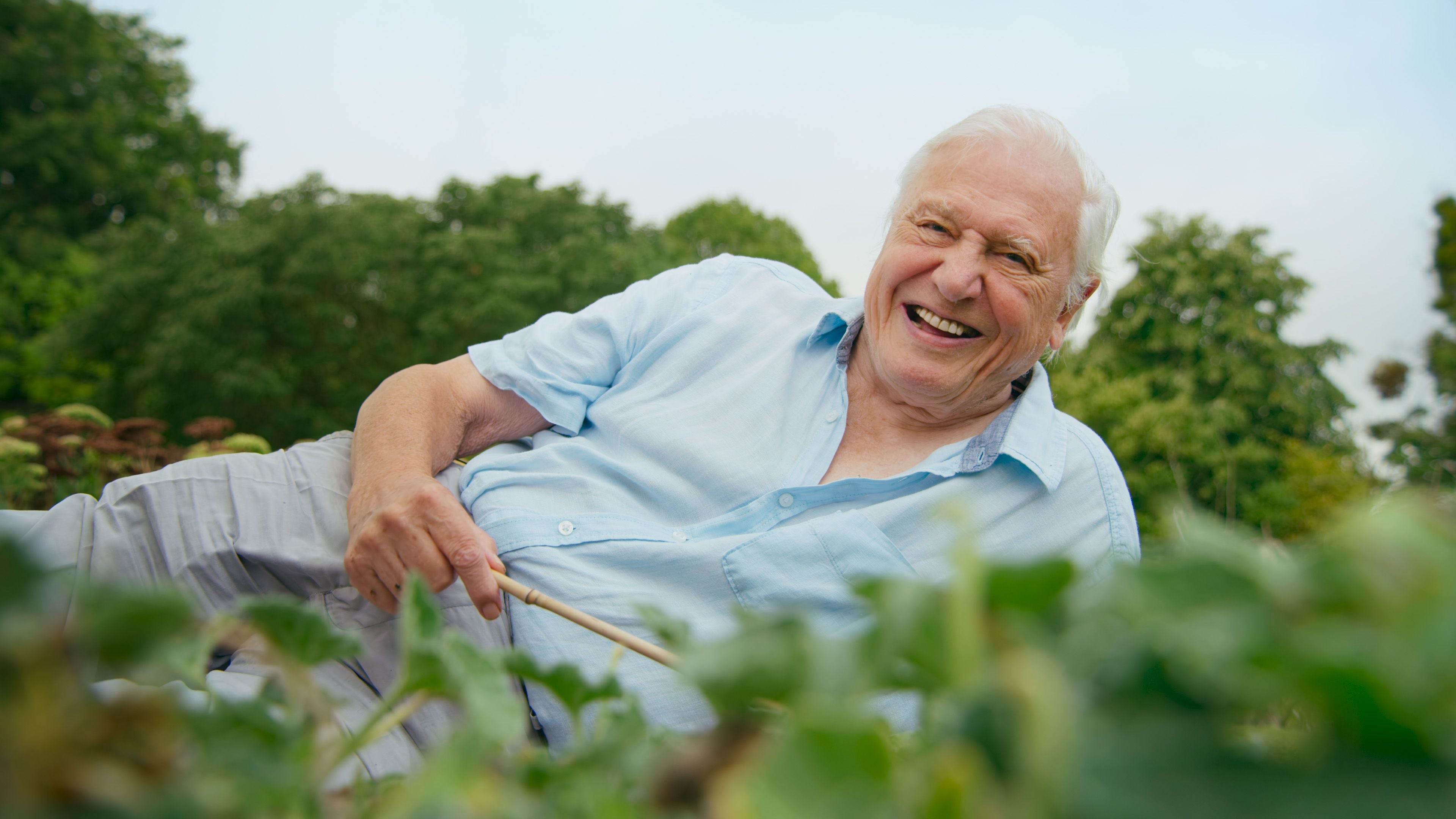 Sir David Attenborough uses a piece of bamboo to cause a ‘squirting cucumber’ to erupt