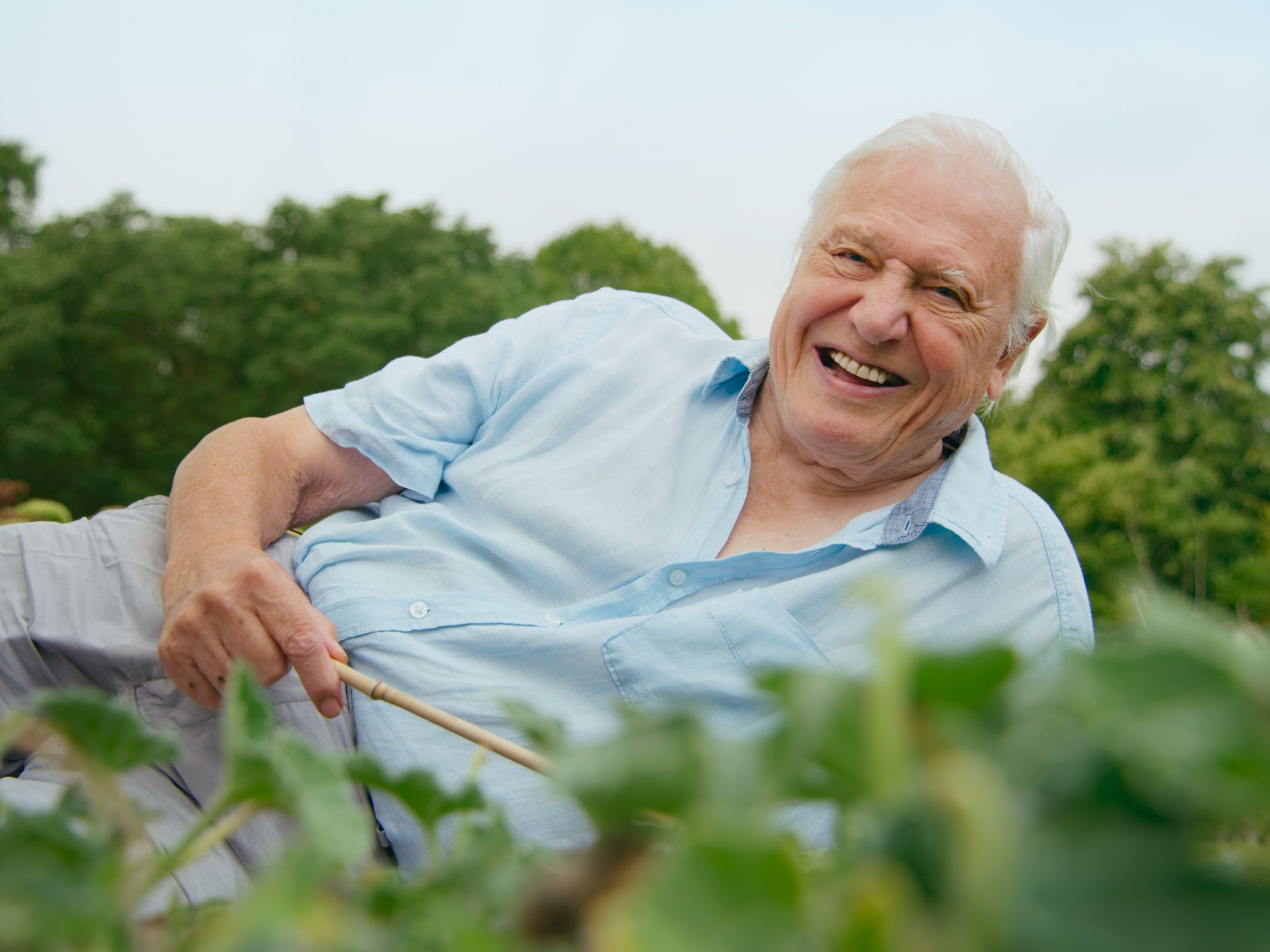 <p>Sir David Attenborough uses a piece of bamboo to cause a ‘squirting cucumber’ to erupt</p>