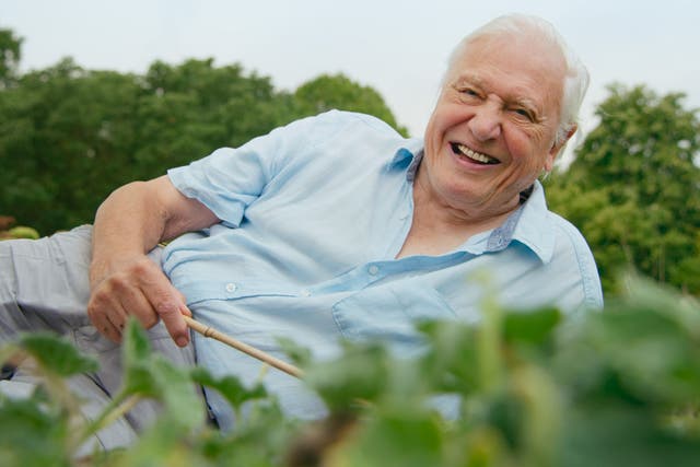 <p>Sir David Attenborough uses a piece of bamboo to cause a ‘squirting cucumber’ to erupt</p>