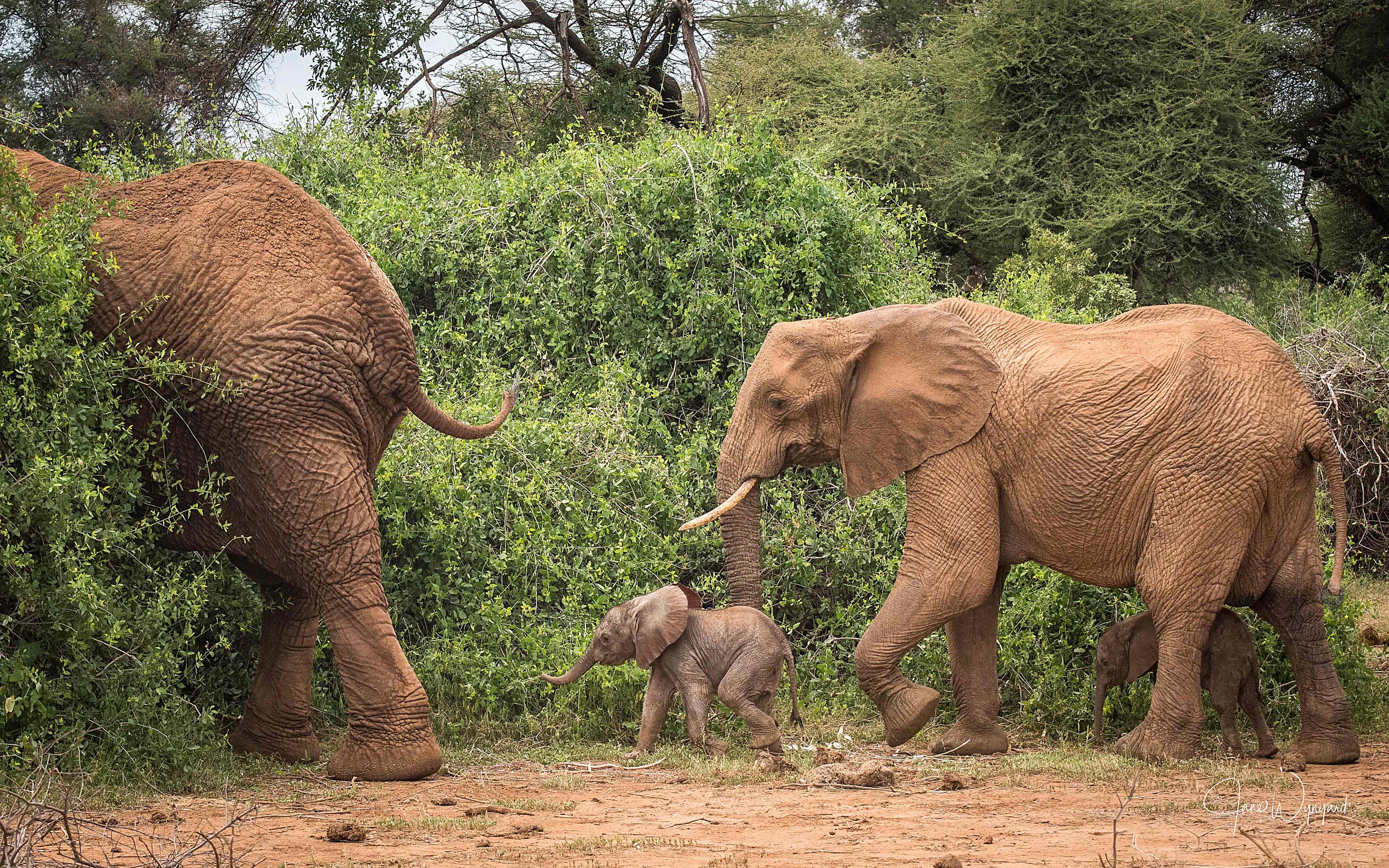 Bora seen walking with her twins and a watchful male protector named Daud