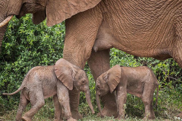 <p>Bora gave birth to twins at the Samburu National Reserve, northern Kenya</p>