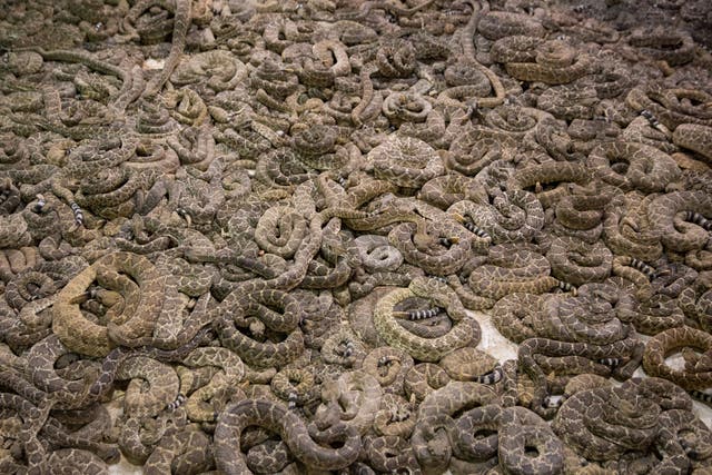 <p>Stock image: Charles County government’s spokesperson Jennifer Harris said the large collection of snakes is being examined by animal control officials</p>