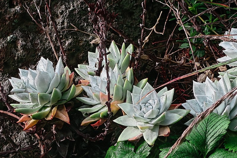 A South Korean man has been jailed for illegally smuggling Dudleya succulents