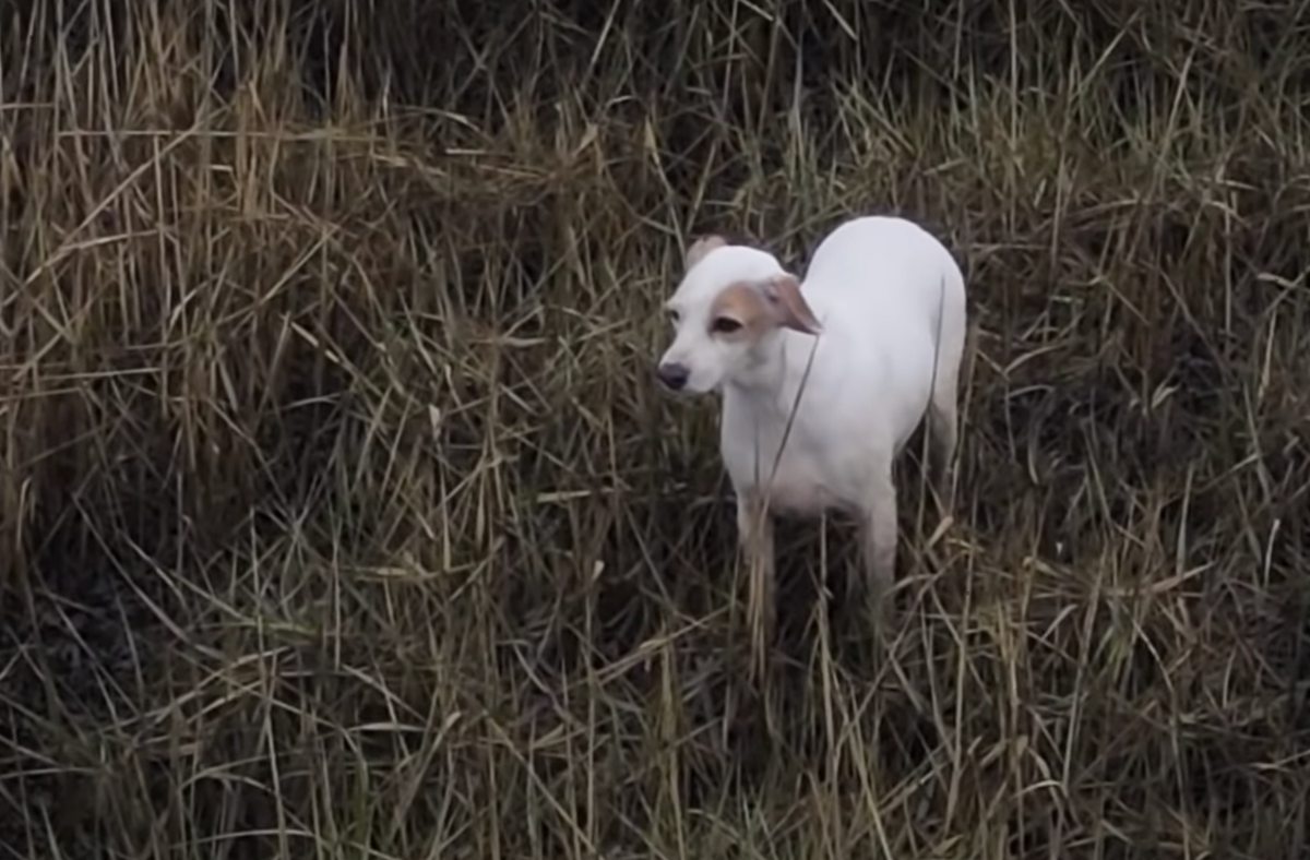 Dog rescued from mudflats using sausages dangled from drones