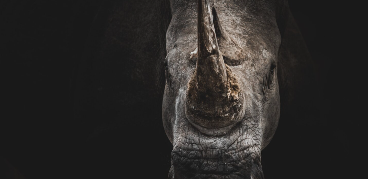 Combating wildlife crime with the East Africa Prosecution Association 