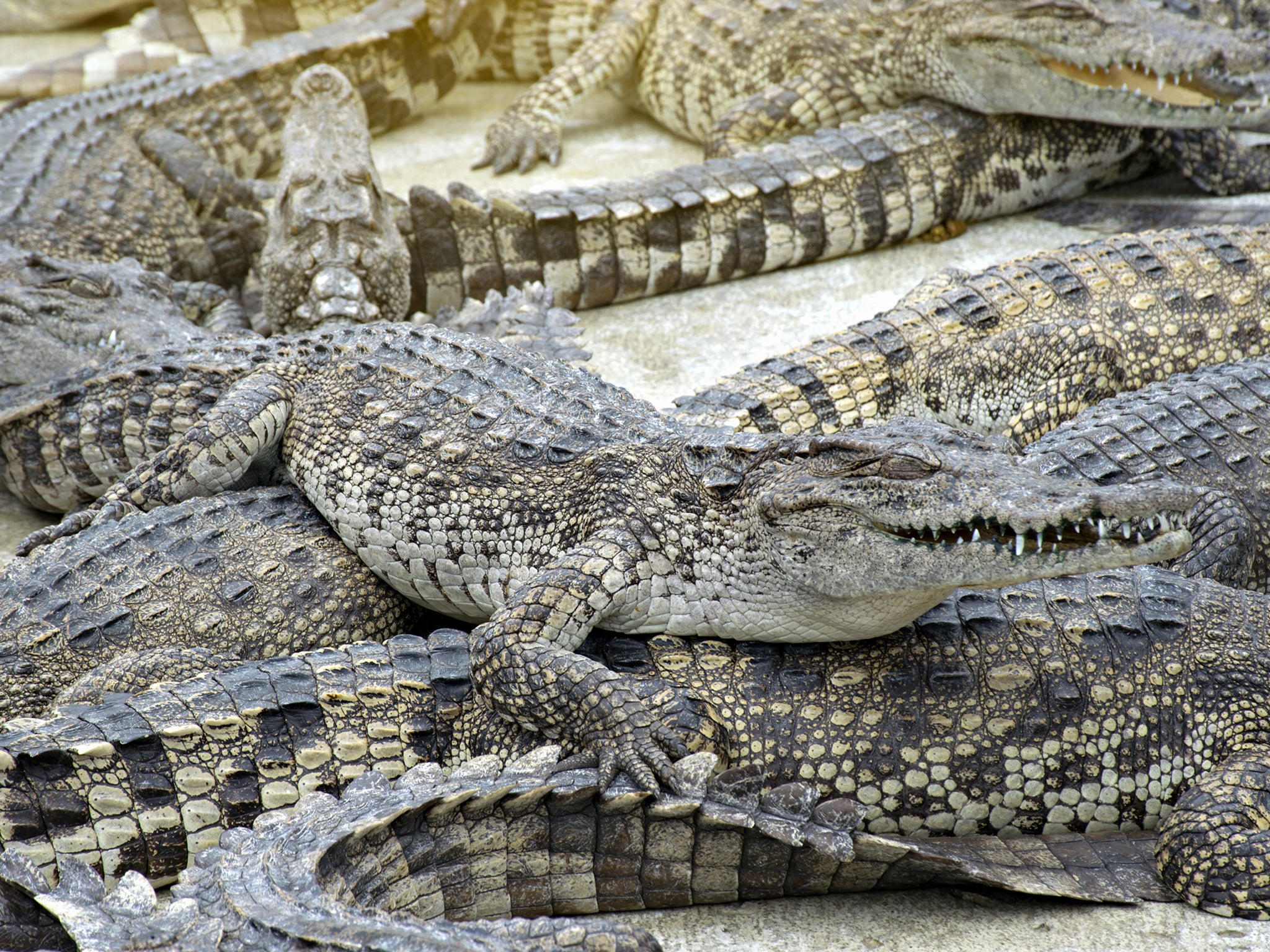Some of the 2,900 crocodiles displayed during auction at a crocodile farm in Ayutthaya province north of Thailand.